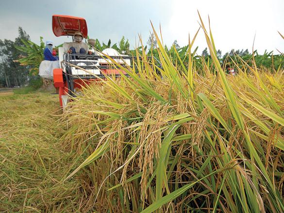 Tái cơ cấu nông nghiệp để hút FDI